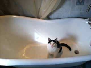 Sammy in tub